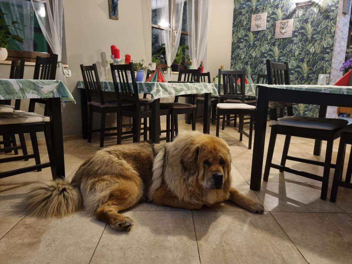 Duszniki ZdrójDom Supelek住宿加早餐旅馆 外观 照片